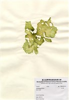 藏品(孔石蓴)的圖片